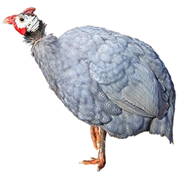 Powder Blue Guinea